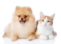New Pet Rules for Rentals in NZ  -  What Landlords & Tenants Need to Know